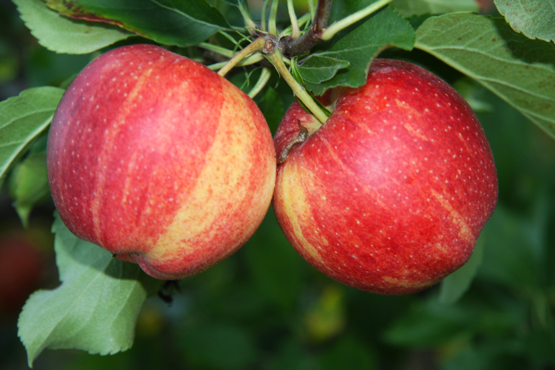 Royal Gala Apples